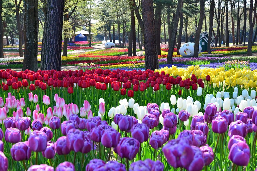 🌸 국영 히타치 해변 공원(코쿠에이 히타치 카이힌코엔) 이미지 5